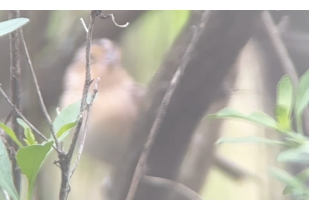 Grasshopper Sparrow - Brad Balliett