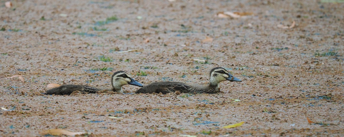 Pacific Black Duck - ML618472413