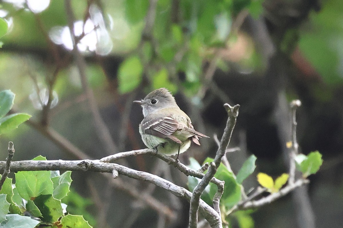 Hammond's Flycatcher - ML618472508