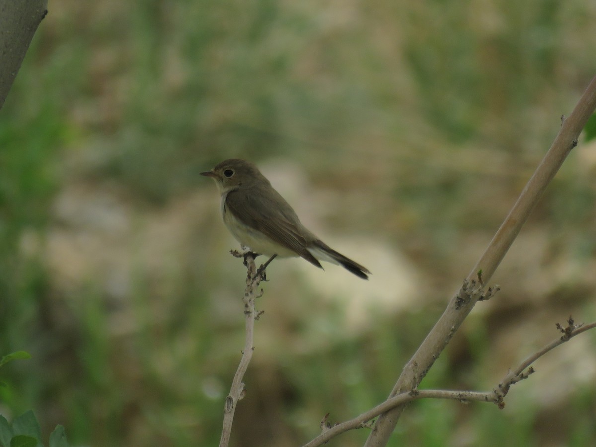 Red-breasted Flycatcher - Houman Doroudi