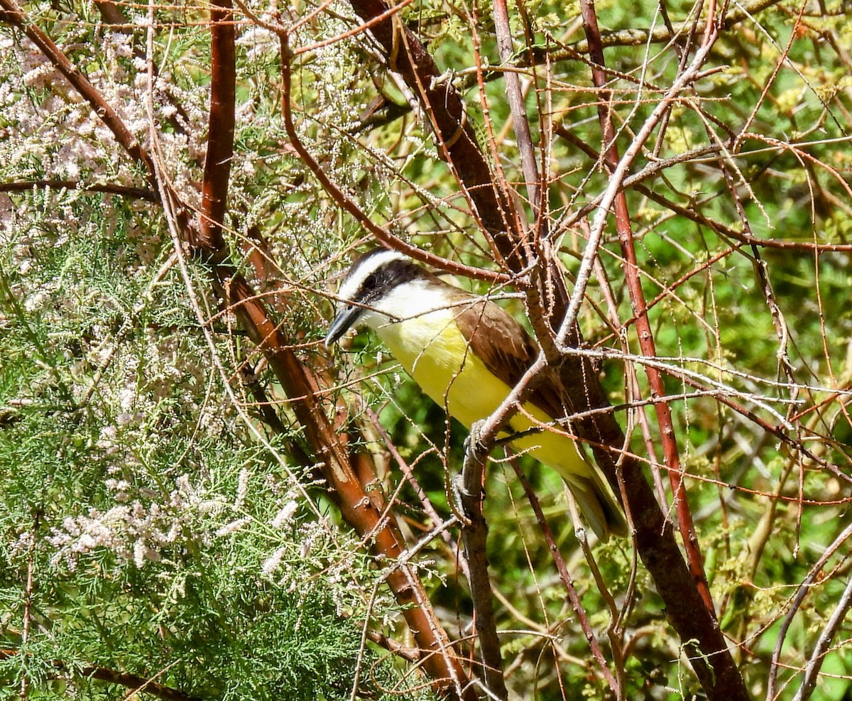 Great Kiskadee - ML618472561