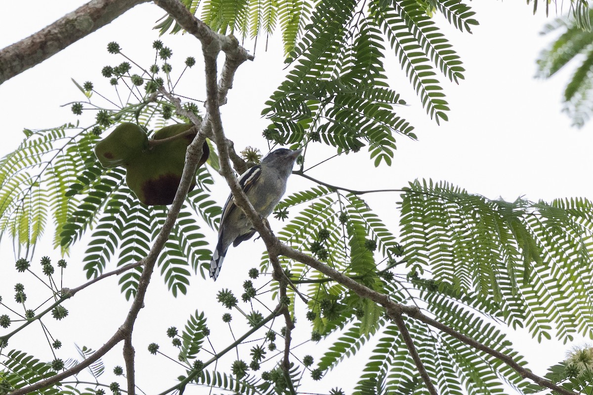 White-winged Becard - Hernan Riverol