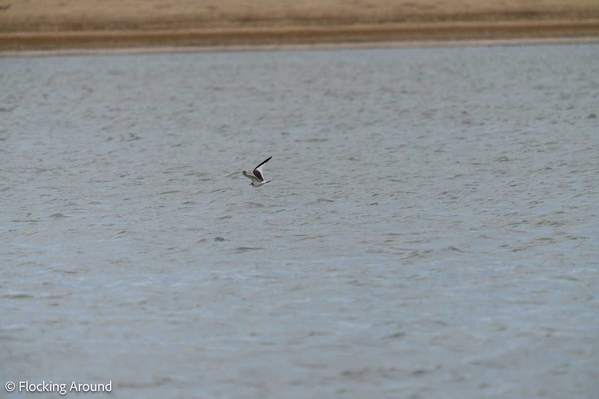 Sabine's Gull - ML618472611