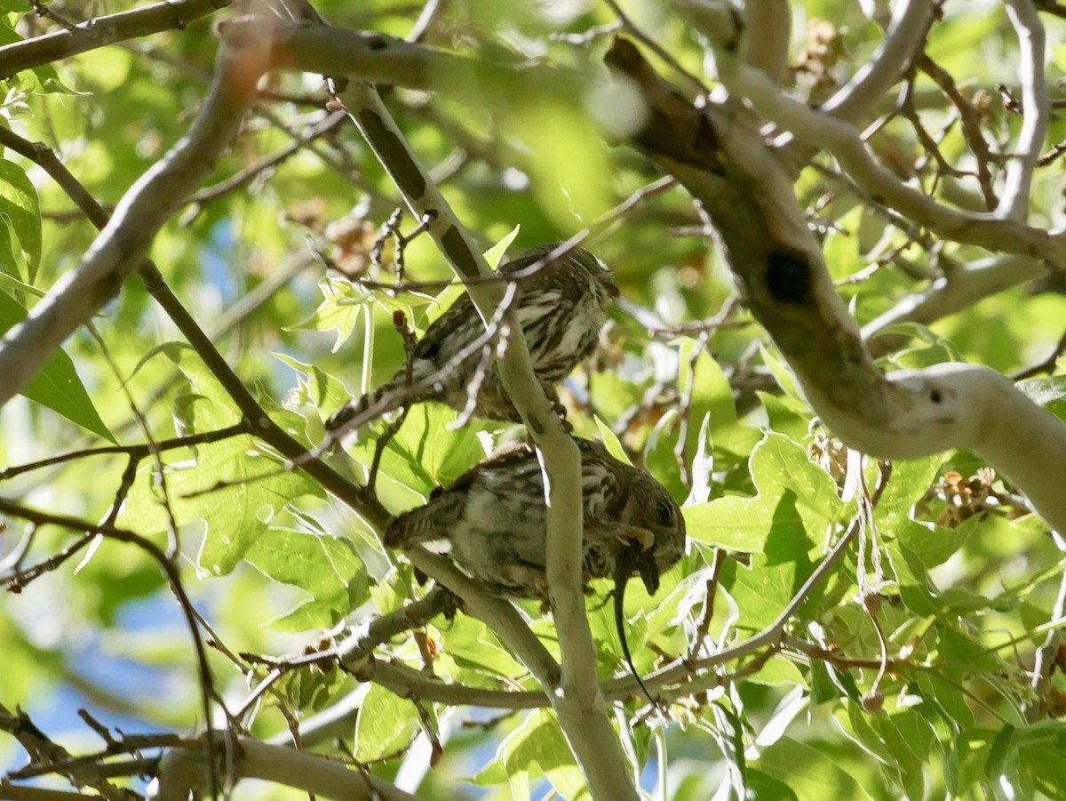 Northern Pygmy-Owl (Mountain) - Mark McConaughy