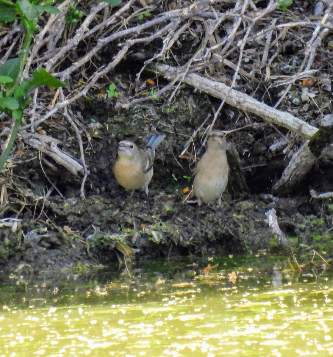 Lazuli Bunting - ML618472657