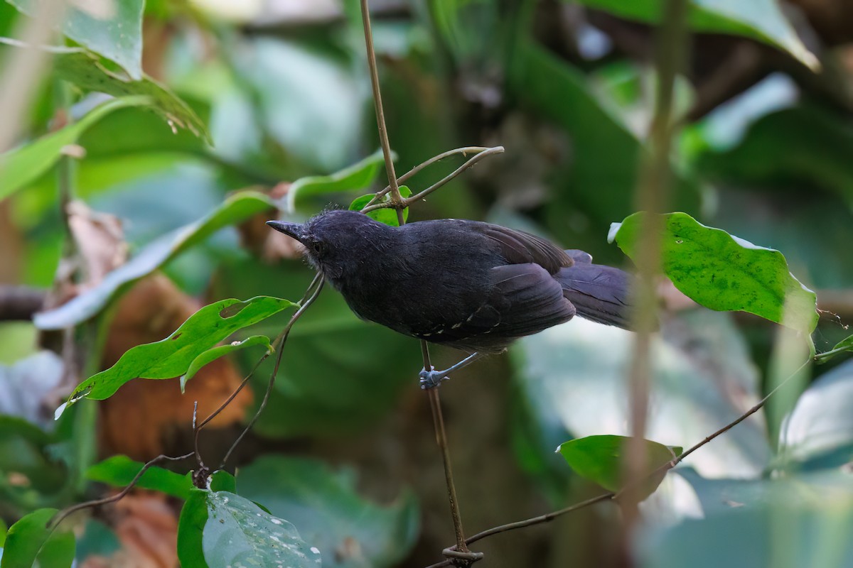 Dusky Antbird - ML618472666