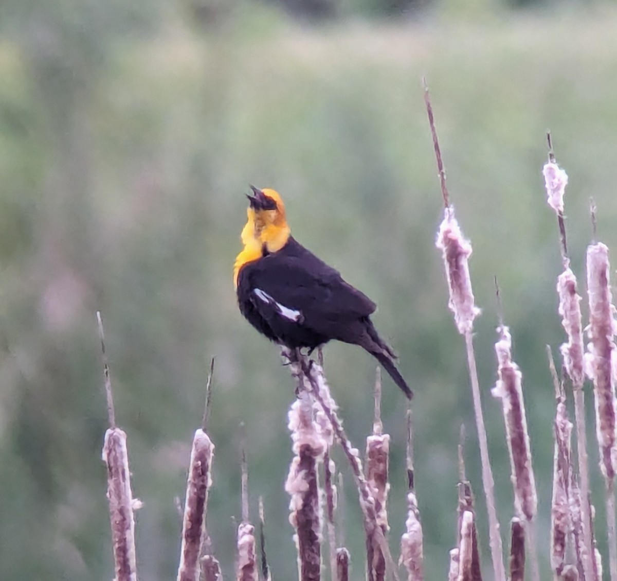 Yellow-headed Blackbird - Kilian White