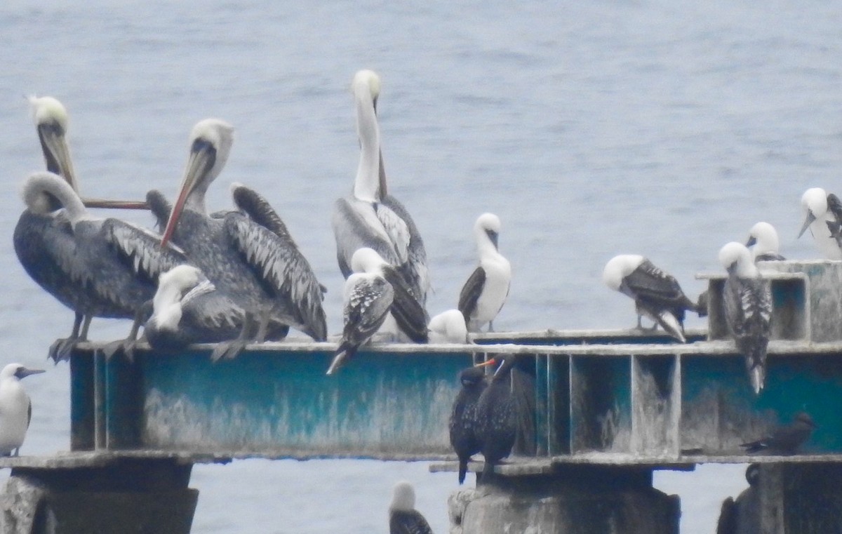 Red-legged Cormorant - ML61847271