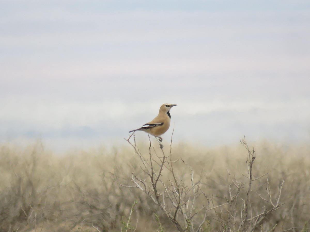 Iranian Ground-Jay - ML618472731