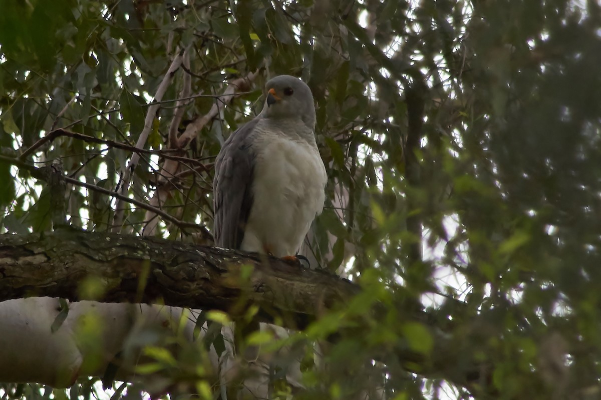 Gray Goshawk - Sara Young