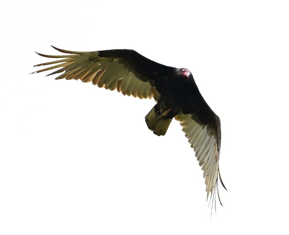 Turkey Vulture - Alan Sankey  COHL