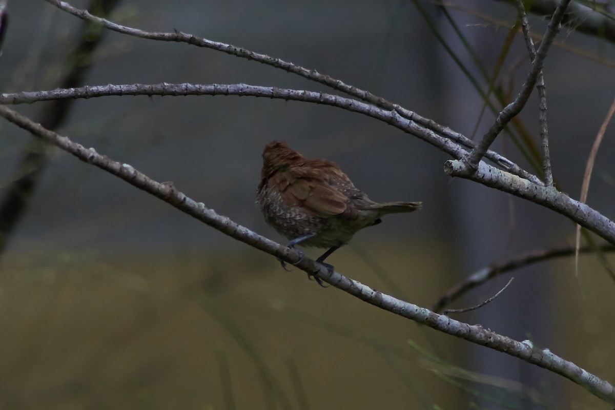 Scaly-breasted Munia - Sara Young