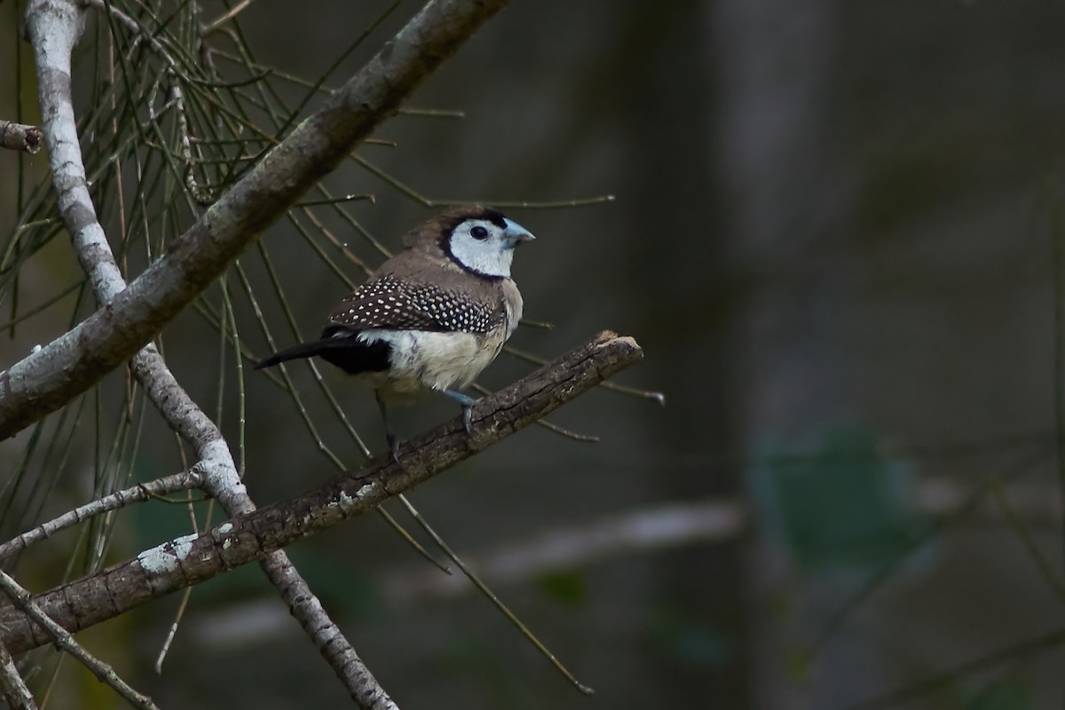 Double-barred Finch - Sara Young
