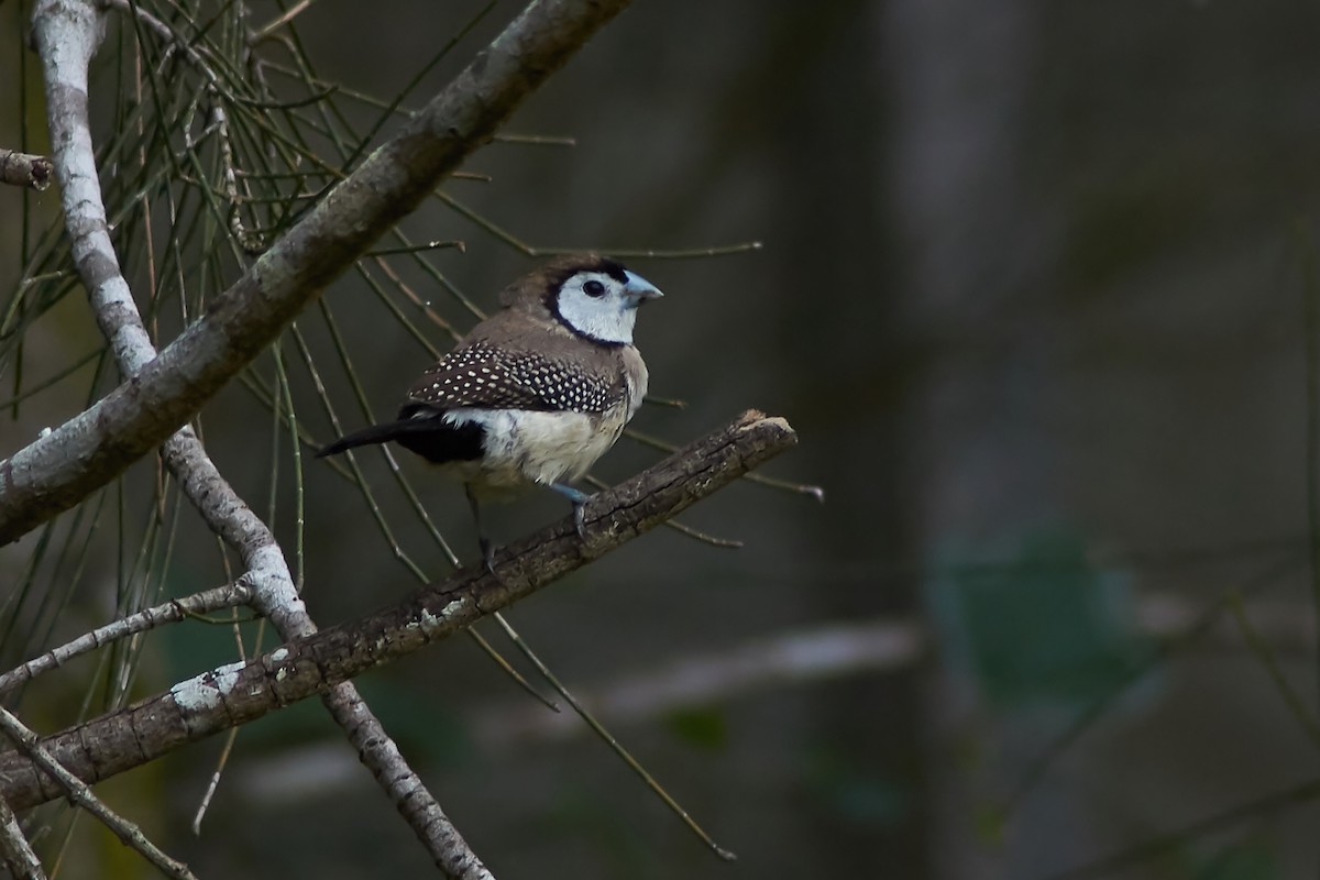 Double-barred Finch - ML618472764