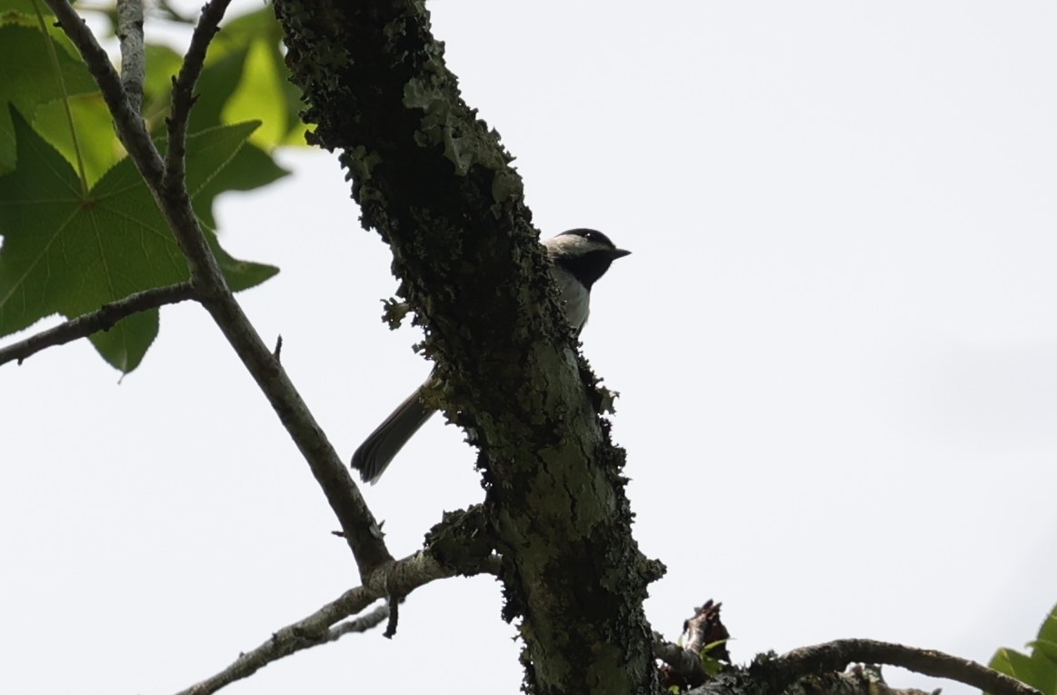 Carolina Chickadee - Margareta Wieser