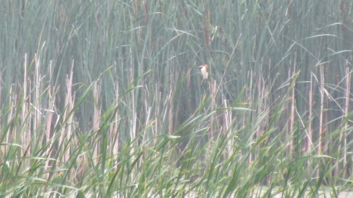 Least Bittern - ML618472771