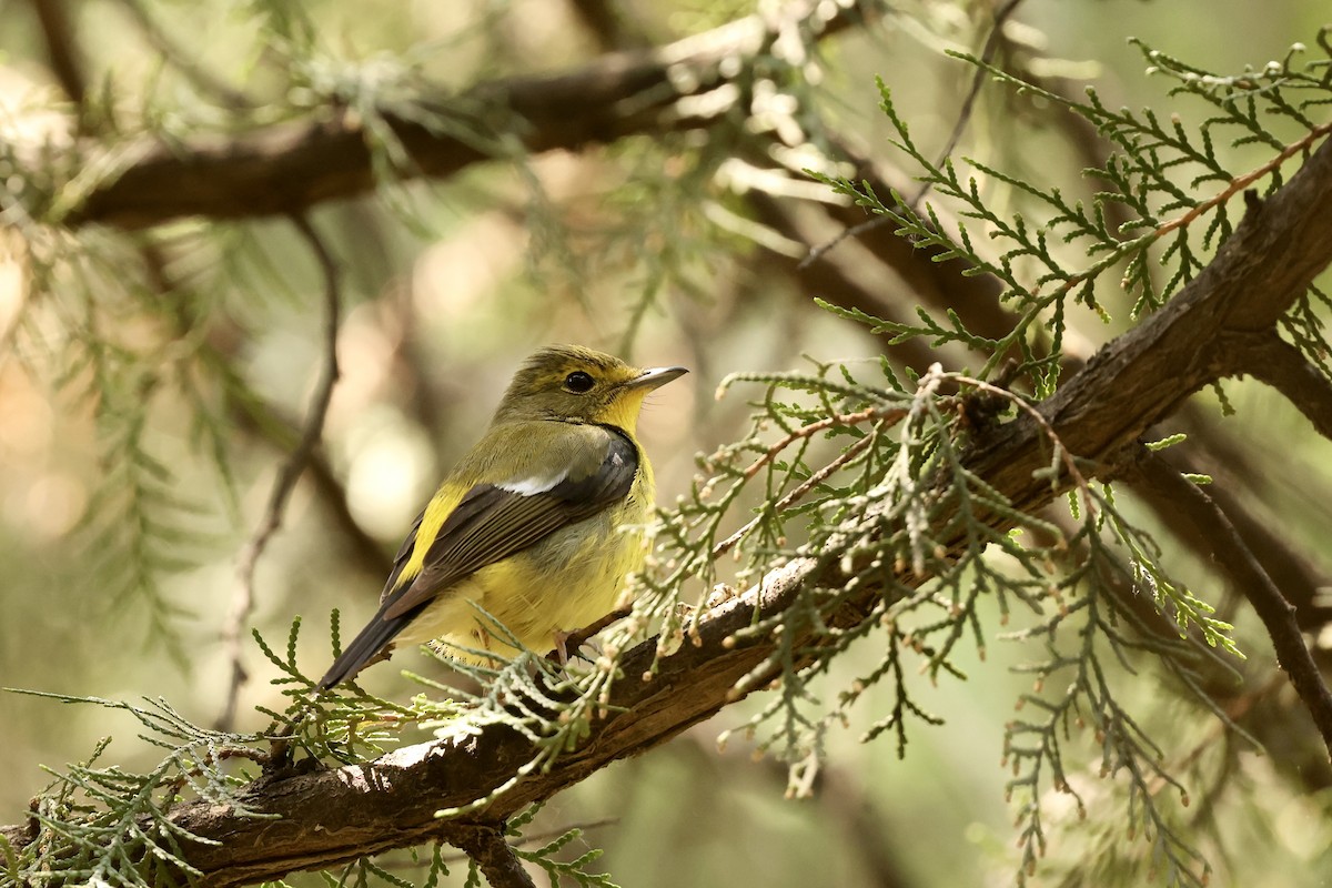 Green-backed Flycatcher - wang ye