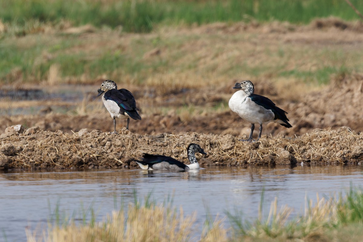 Knob-billed Duck - Paul Passant