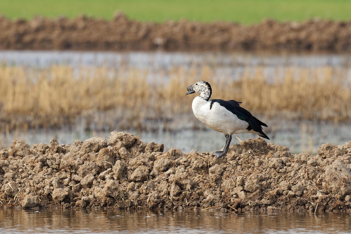 Knob-billed Duck - Paul Passant