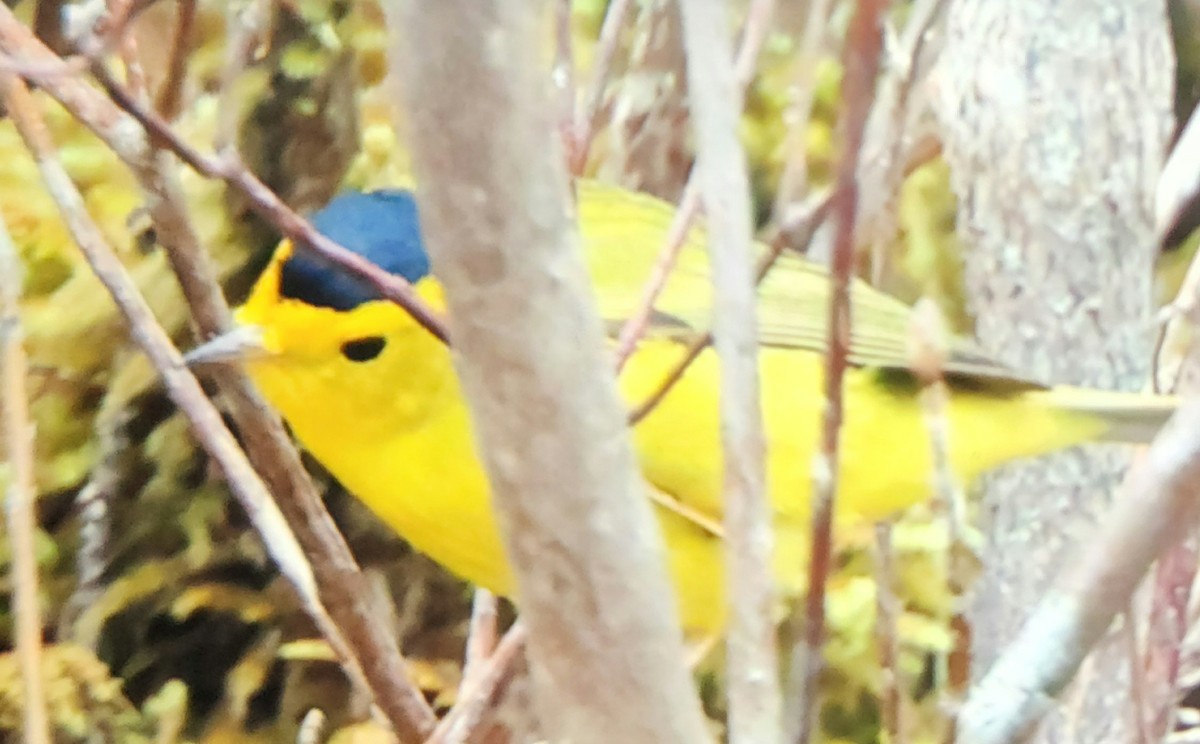 Wilson's Warbler - Cal Gesmundo