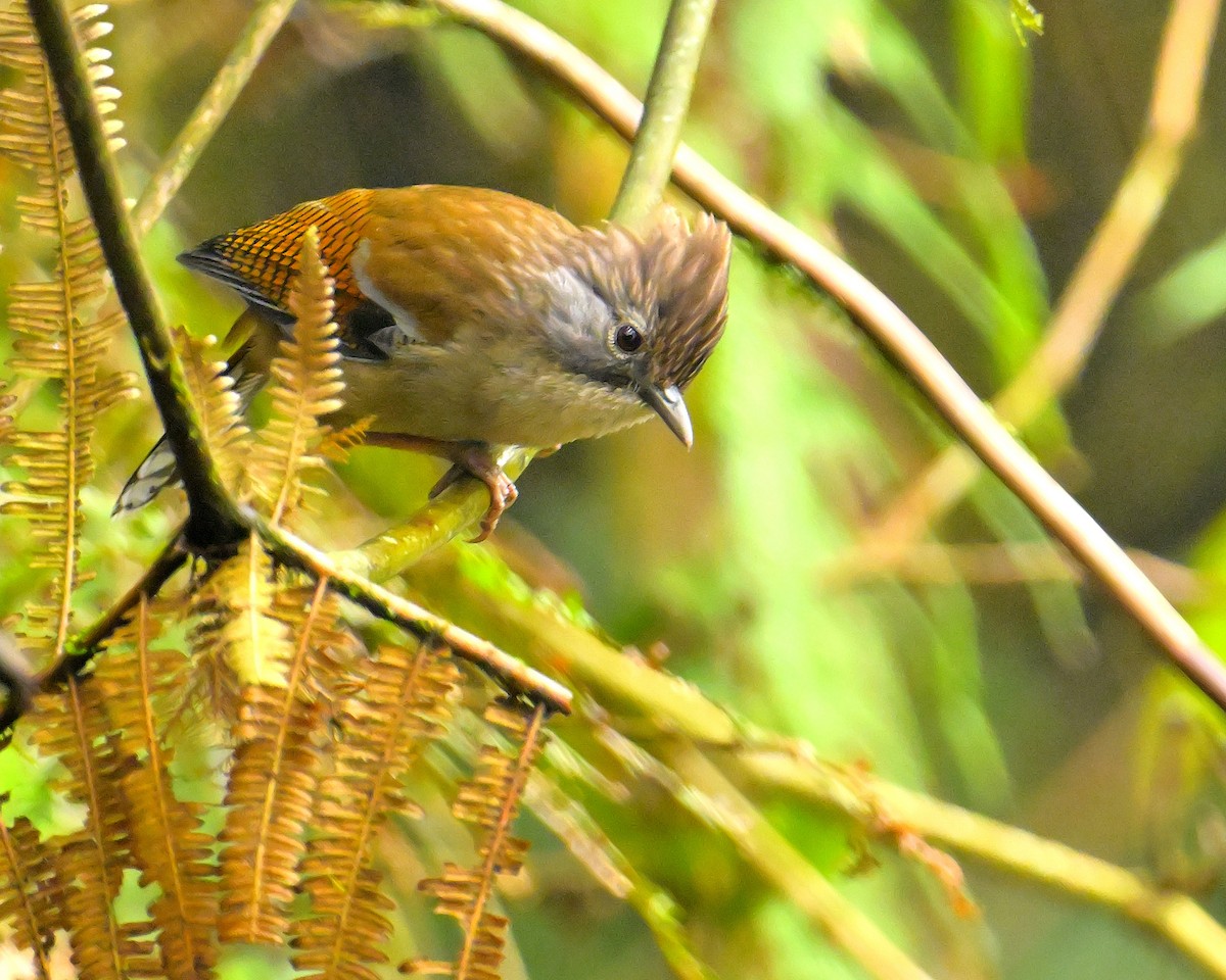 Hoary-throated Barwing - Rajesh Gopalan