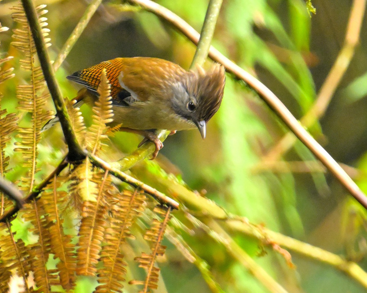 Hoary-throated Barwing - Rajesh Gopalan