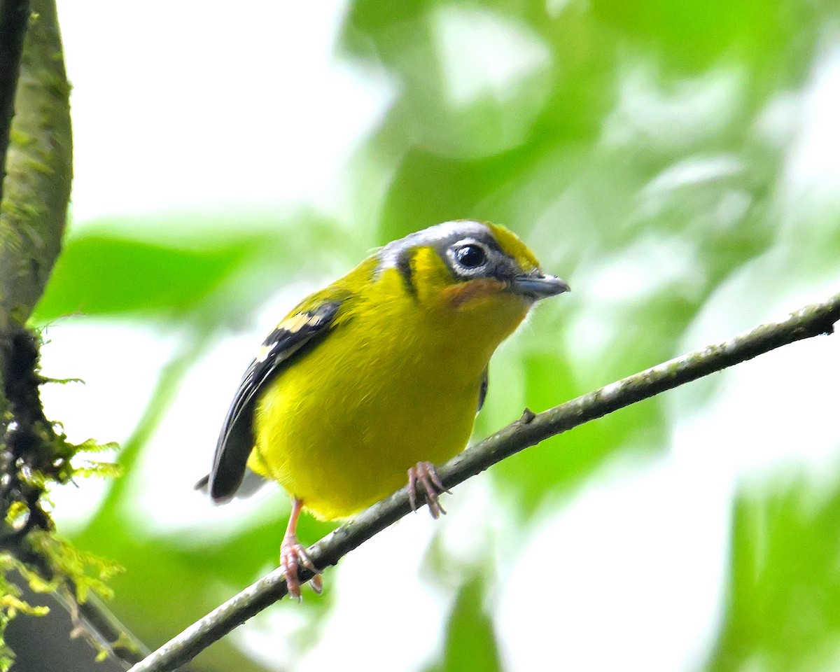 Black-eared Shrike-Babbler - Rajesh Gopalan