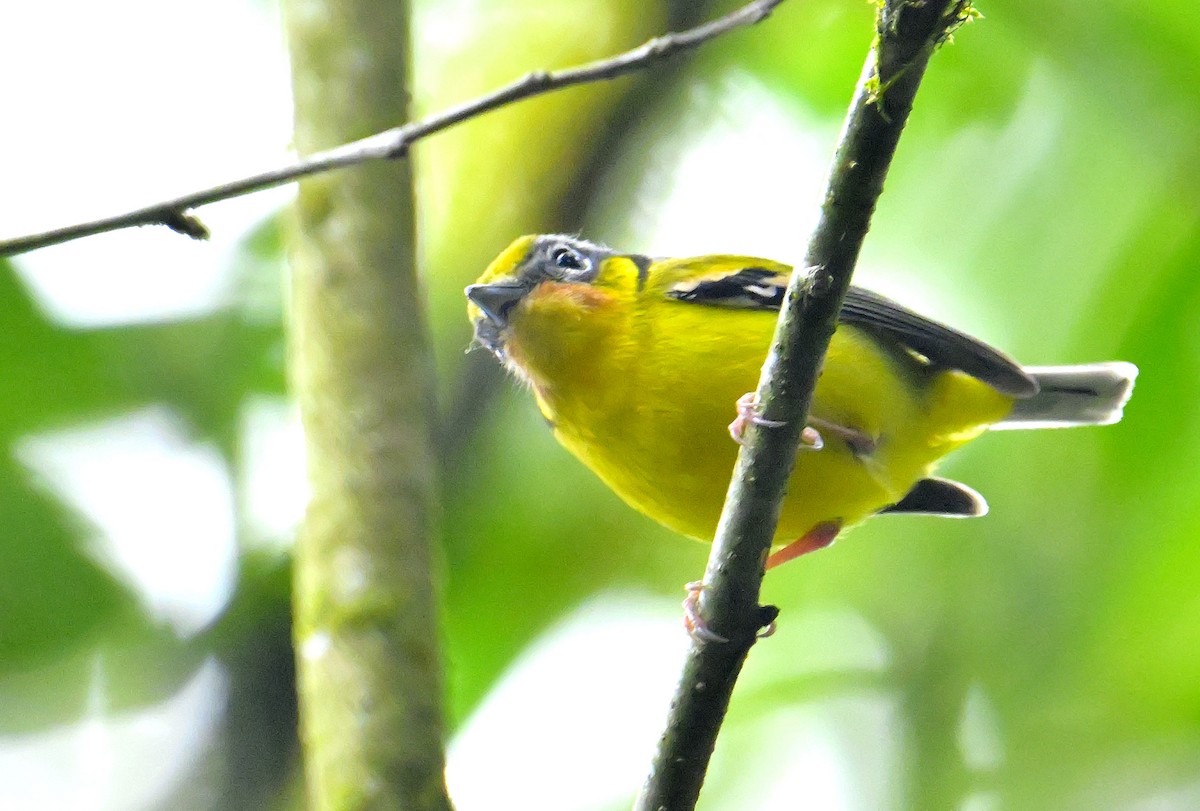 Black-eared Shrike-Babbler - Rajesh Gopalan