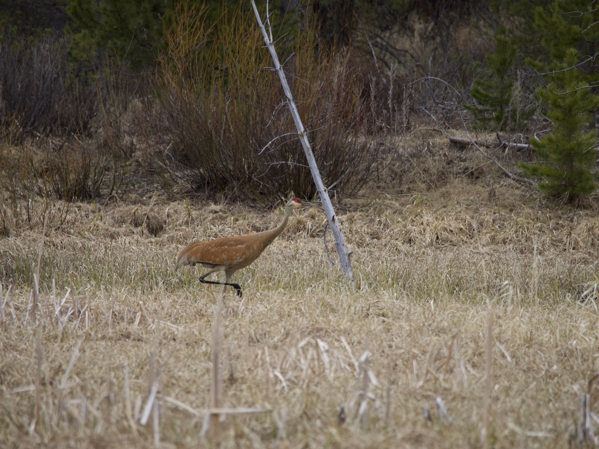 Sandhill Crane - Matt Mychack