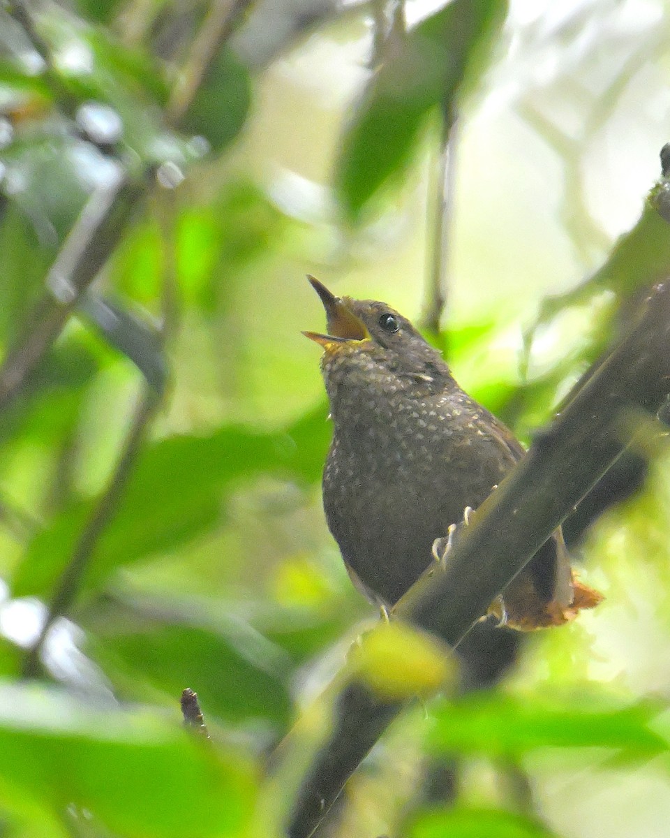 Spotted Elachura - Rajesh Gopalan