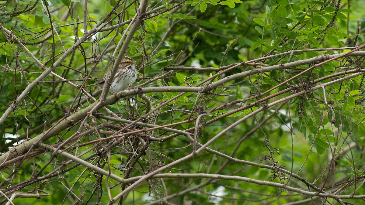 Savannah Sparrow - Todd Kiraly