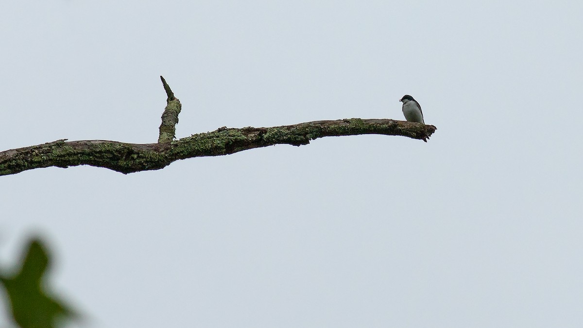 Tree Swallow - Todd Kiraly