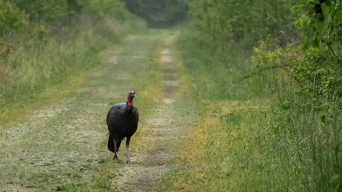 Wild Turkey - ML618473026