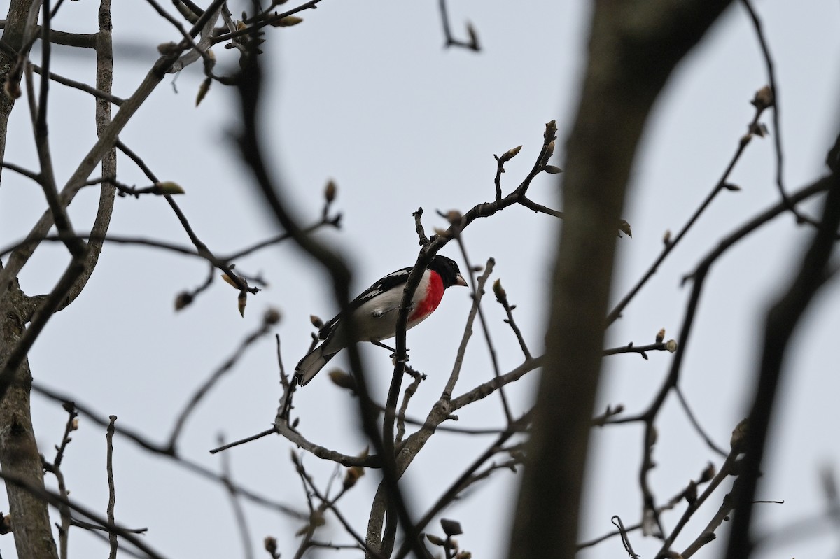 Rose-breasted Grosbeak - Brian Henderson