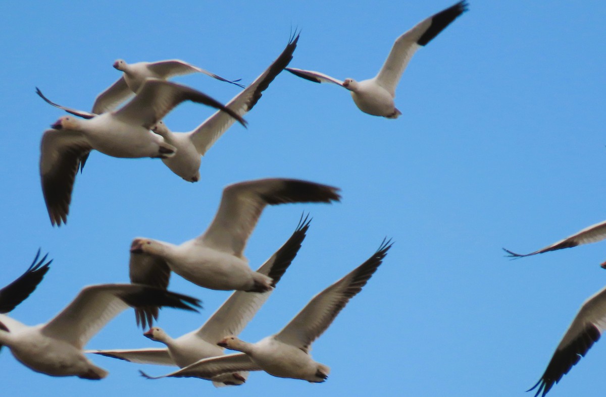 Snow Goose - Alfred Scott