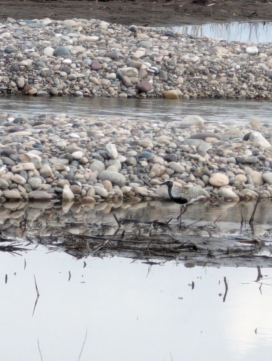 Black-bellied Plover - ML618473067