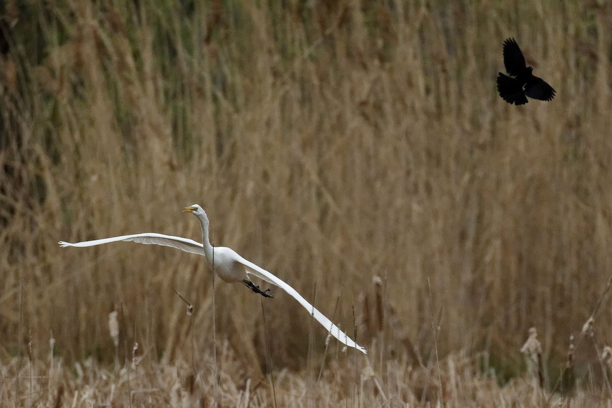 Great Egret - Michel Letendre