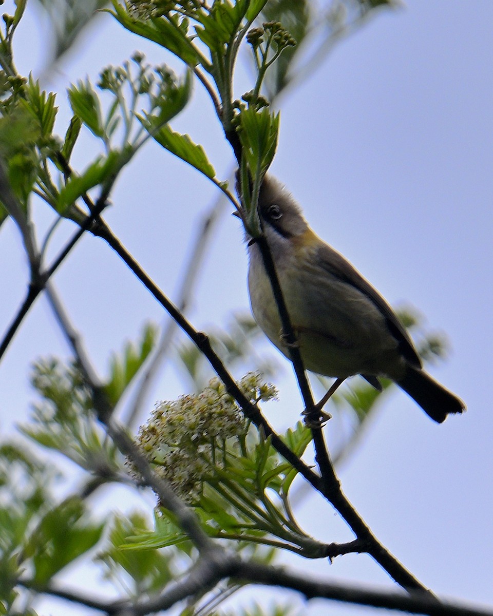 Whiskered Yuhina - Rajesh Gopalan