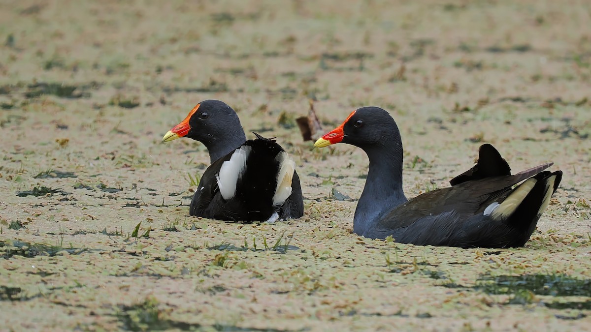 Gallinule sombre - ML618473146