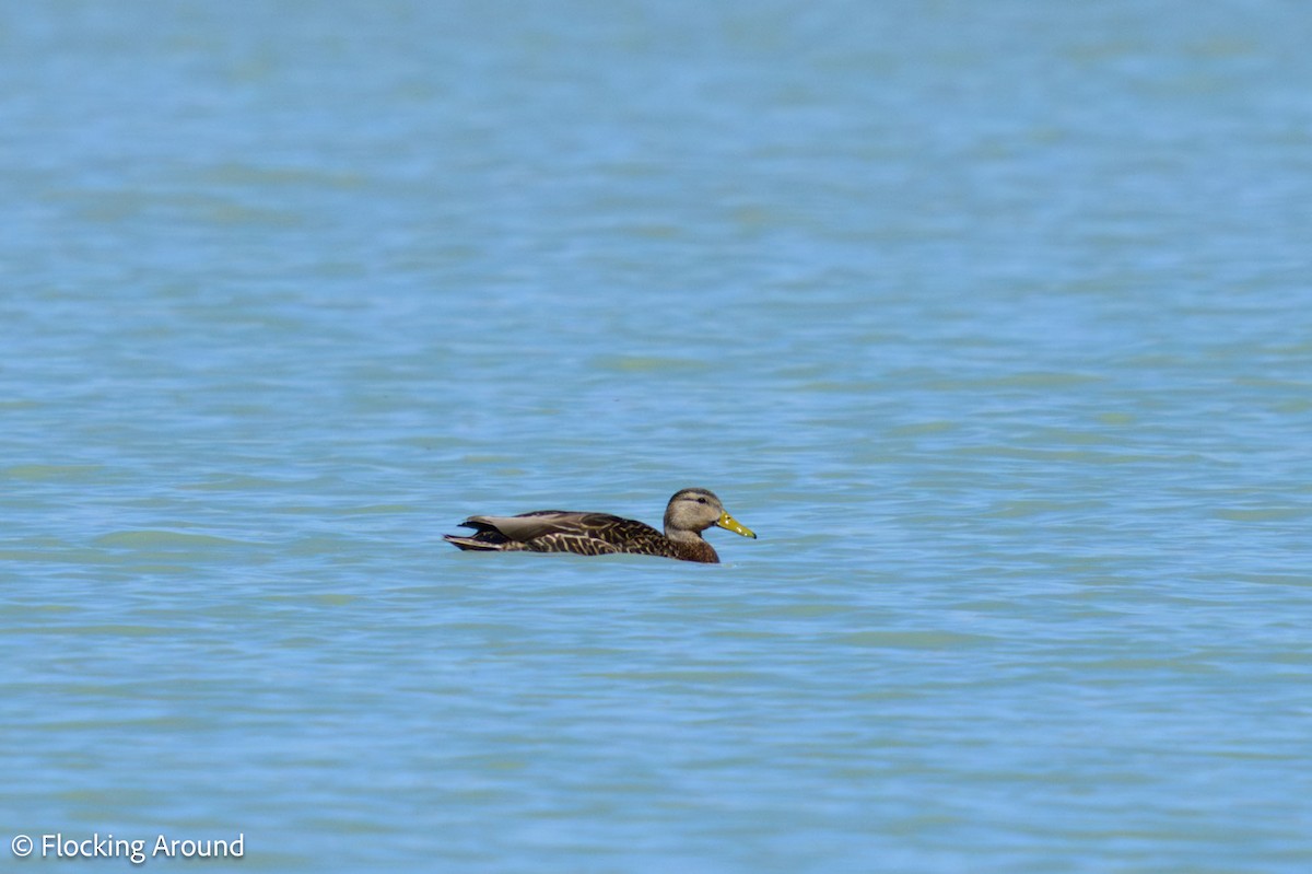 Mexican Duck - ML618473157