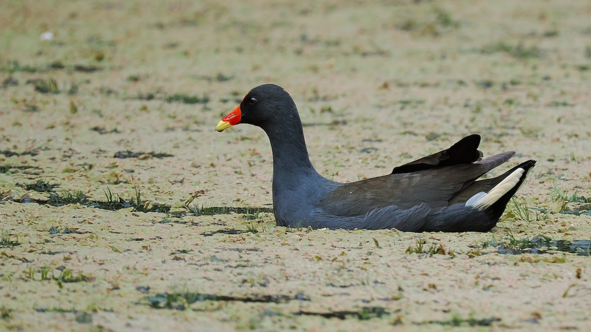 Dusky Moorhen - ML618473196