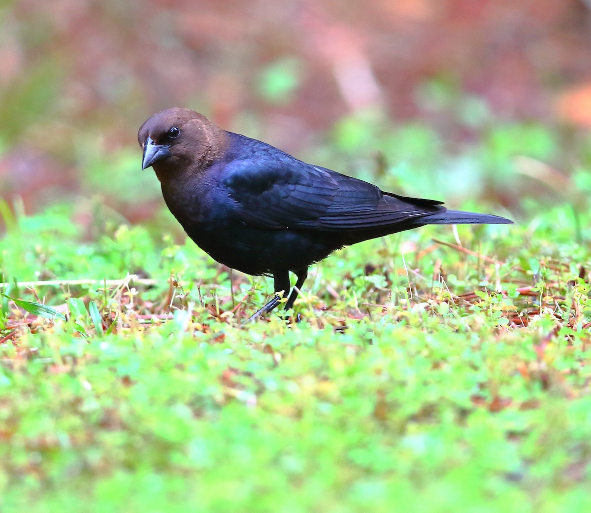 Brown-headed Cowbird - Bala Chennupati