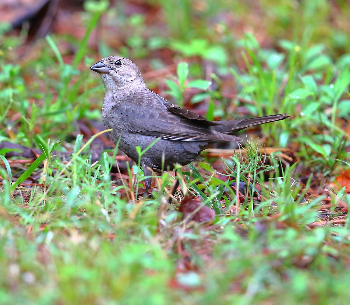 Brown-headed Cowbird - Bala Chennupati