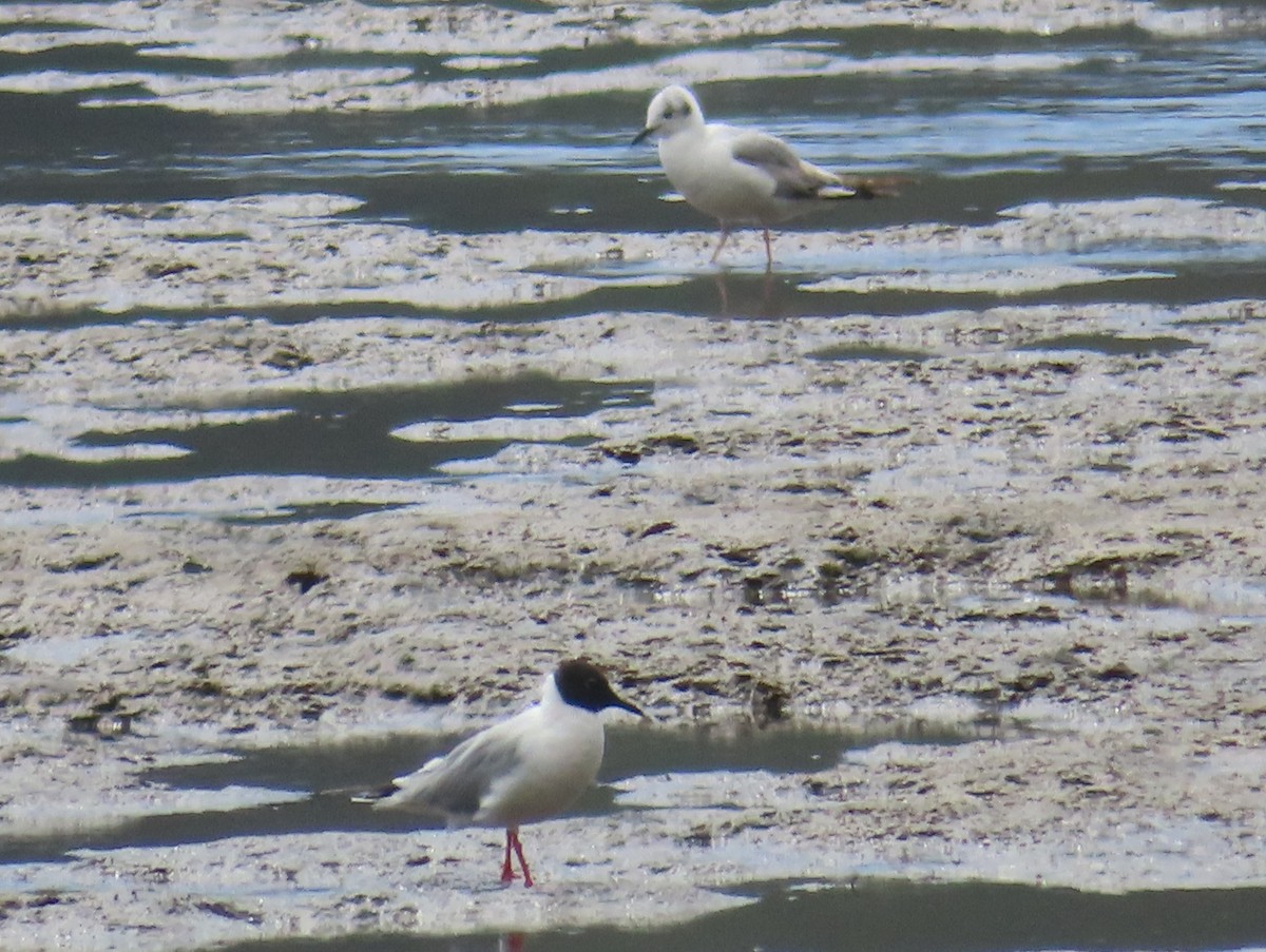 Bonaparte's Gull - Aidan Sinha