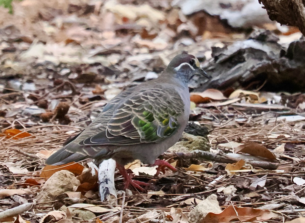 Common Bronzewing - Ken Glasson