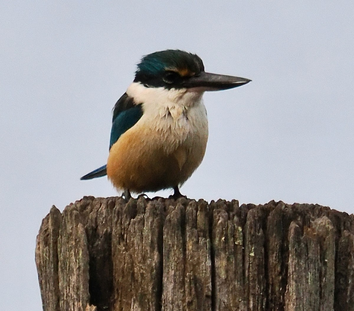 Sacred Kingfisher - ML618473278