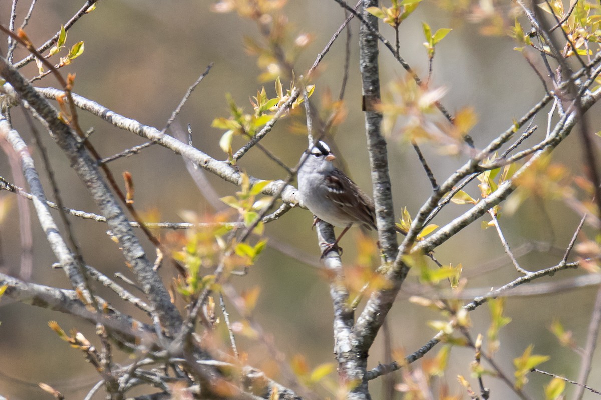 White-crowned Sparrow - David Mozzoni