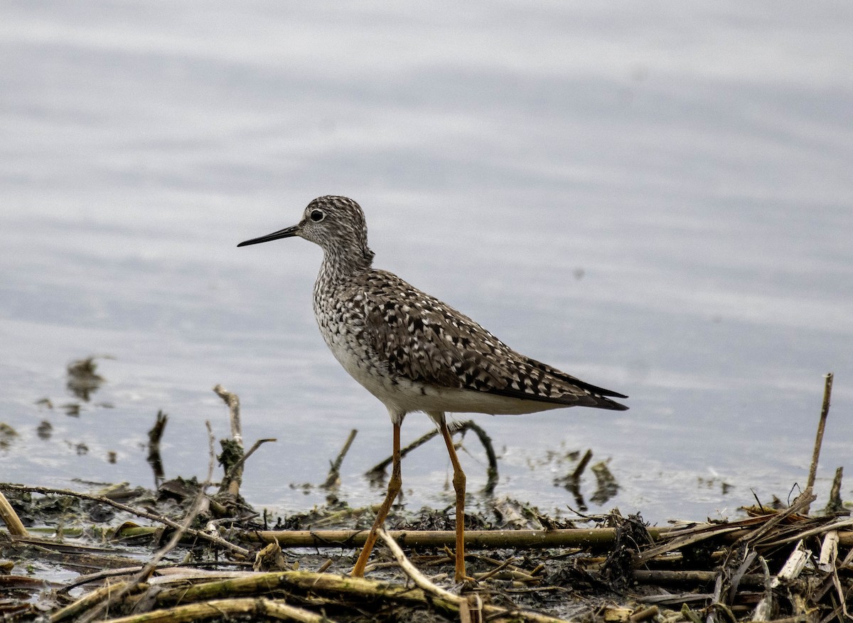 Solitary Sandpiper - Estela Quintero-Weldon