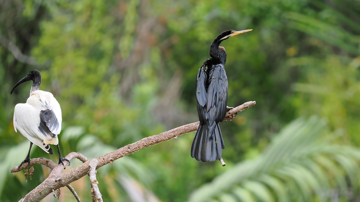 Anhinga Australiana - ML618473297