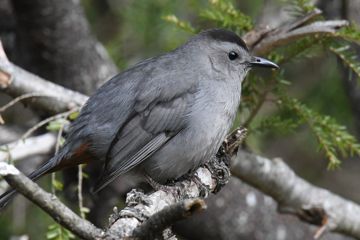 Gray Catbird - ML618473309